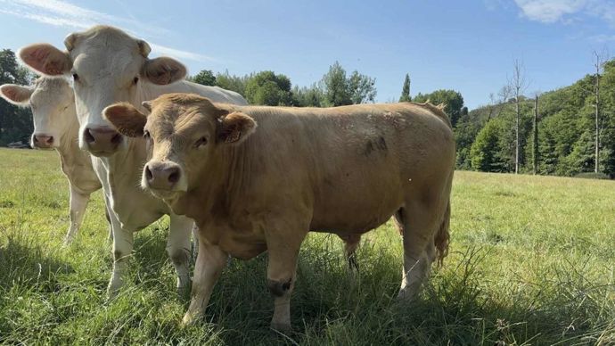 croisElimousincharolais