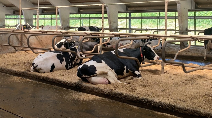 vaches-laitieres