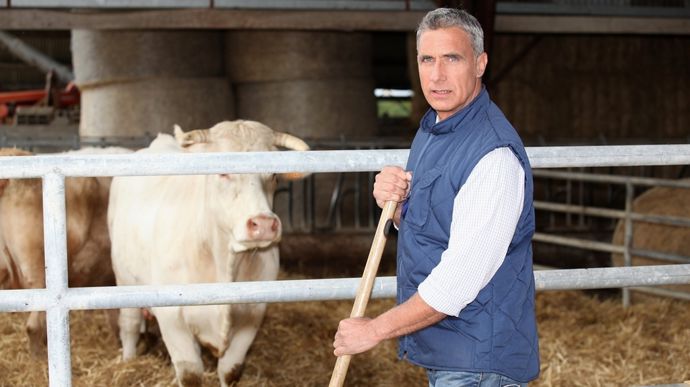 vieil-eleveur-bovin-viande-adobestock-auremar