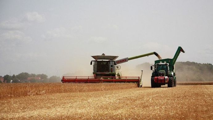 13eb5ebd-d-en-pleine-recolte-les-prix-des-grains-bougent-peu