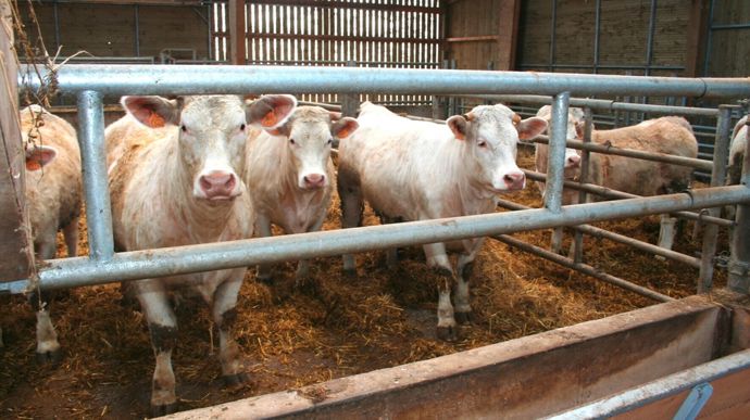 BroutardsCharolais