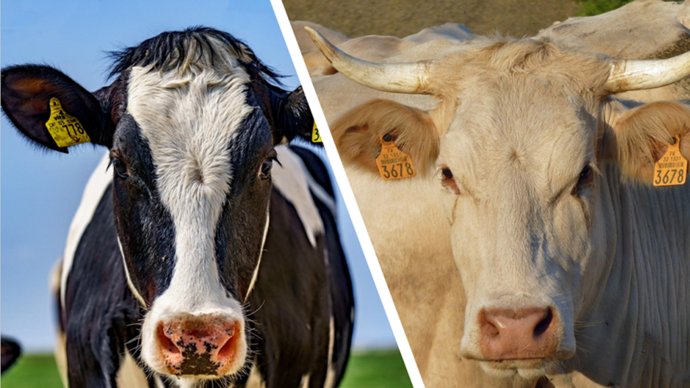 bovins-lait-et-viande