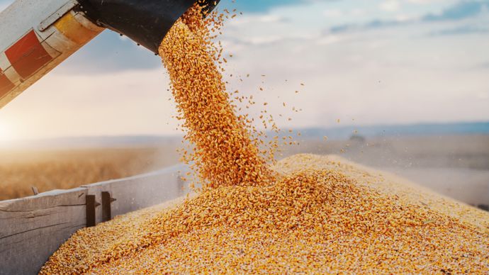 1d617c15-e-coup-de-chaud-sur-le-mais-europeen-et-abondance-mondiale-de-cereales