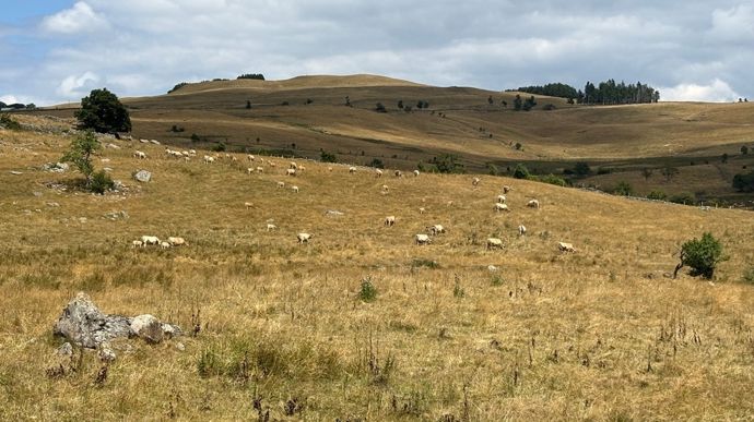 Cantal-secheresse