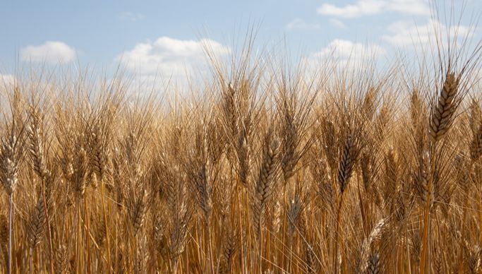 AdobeStock_4466922711