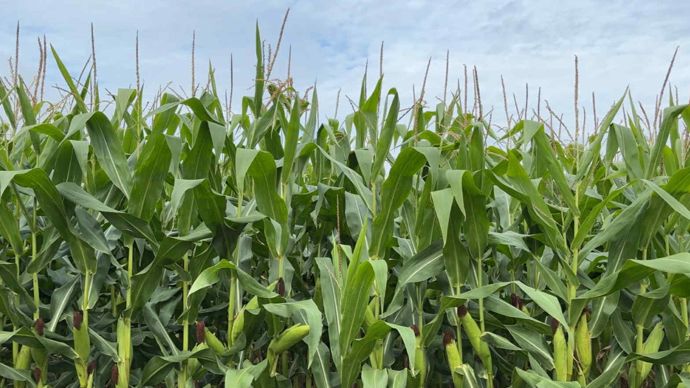 cae31f5f-2-mais-recolte-record-aux-us-la-production-europeenne-revue-a-la-baisse