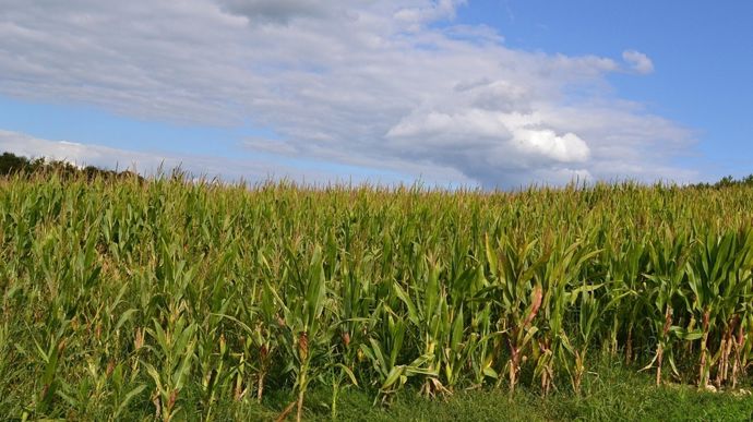cornfield-928380_1280