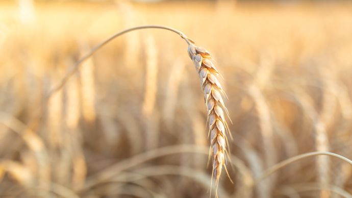 de108f55-c-les-cereales-europeennes-toujours-dans-une-spirale-baissiere