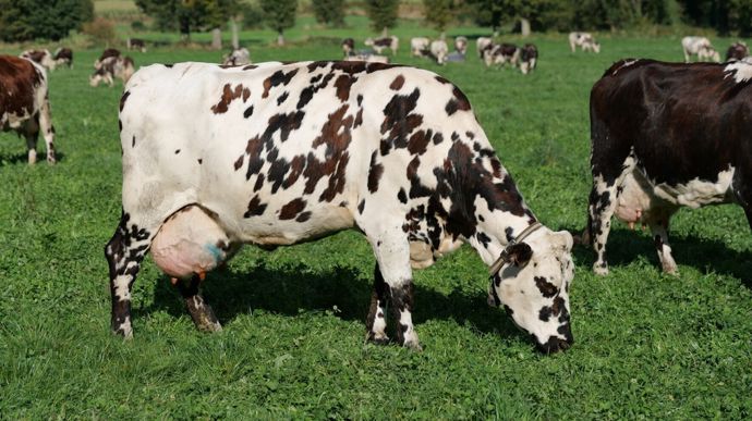 vache-normande