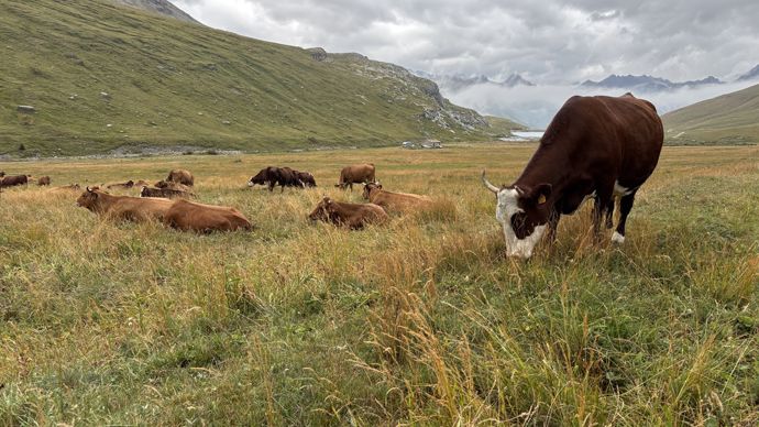 0f6d5cae-6-dermatose-bovine-savoie-et-haute-savoie-liberees
