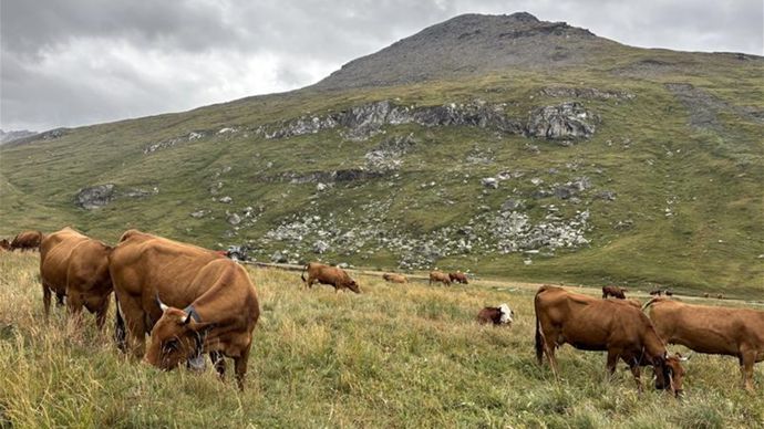2289c549-c-dermatose-bovine-l-est-des-savoies-sort-de-la-zone-de-surveillance