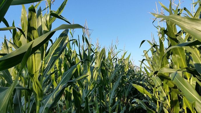 4faa8e4e-0-le-poids-du-stock-de-mais-americain-fait-plonger-les-cours-agricoles