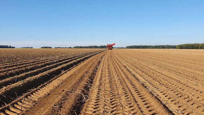 53a1a483-6-production-en-hausse-prix-en-berne-la-belgique-inquiete-pour-ses-patates