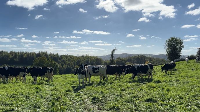 HolsteindanslaCreuse1