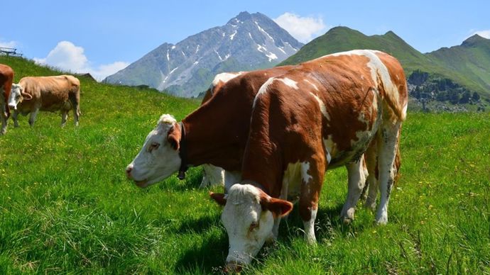 b1e9d256-a-dermatose-nodulaire-contagieuse-accalmie-en-auvergne-rhone-alpes