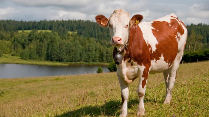 eb159d4c-4-un-foyer-de-dermatose-bovine-identifie-dans-le-jura-jusque-la-epargne
