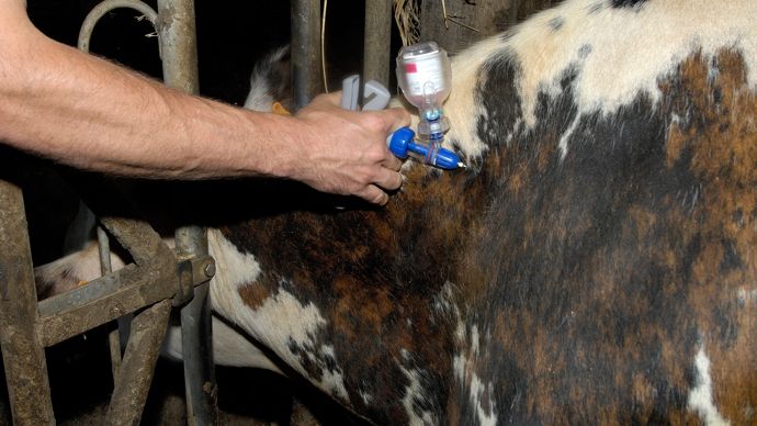 466b374d-5-la-recherche-s-affine-pour-reduire-encore-les-antibiotiques-chez-les-animaux