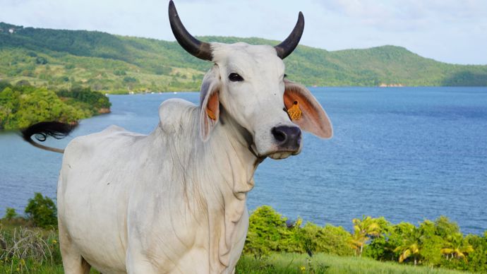 8c1709e3-0-la-vache-brahmane-icone-rustique-des-elevages-de-martinique-et-egerie-du-sia