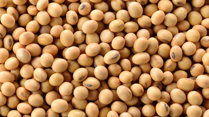 8d935c10-e-le-cours-du-soja-profite-de-la-detente-sino-americaine