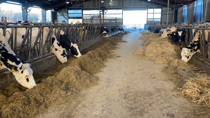 Fermestabulationlaitiere