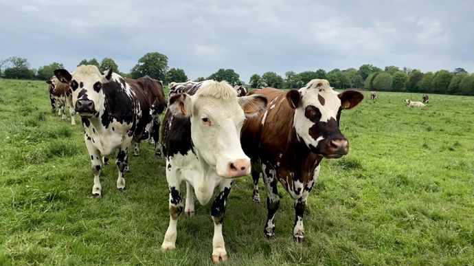 VacheNormandeenpAture