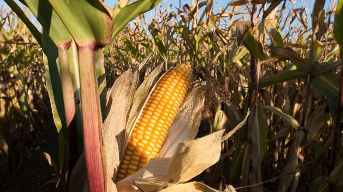 1096d993-5-hausse-des-perspectives-d-exportation-du-mais-americain-rapport-wasde