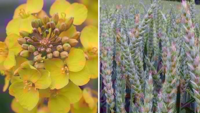 452b6a95-a-du-ble-au-colza-repli-general-des-prix-sur-les-marches-agricoles