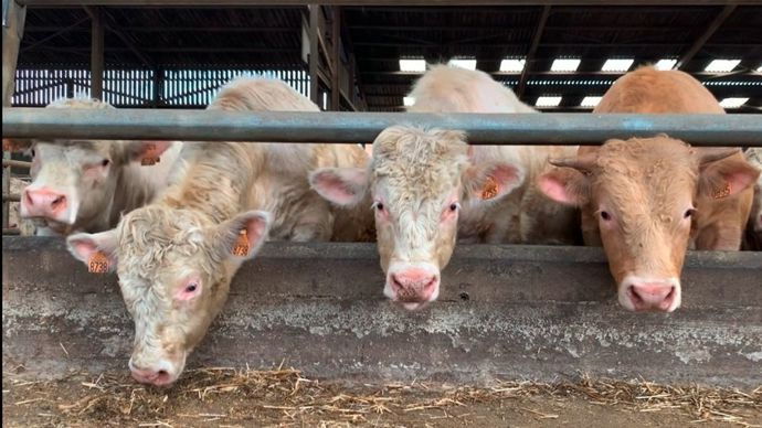 93450554-5-annie-genevard-pour-sauver-la-filiere-l-abattage-est-la-seule-solution