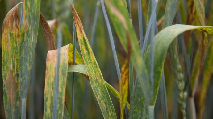 BlEtendreessaisansfongicidesmaladiesCrEditphoto_NadEgePETITagri_zoom