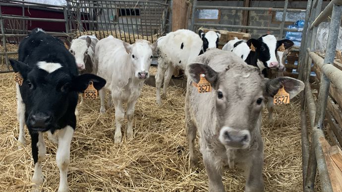 3cba4df2-d-l-espagne-rouvre-ses-frontieres-aux-bovins-francais-vaccines-sous-conditions