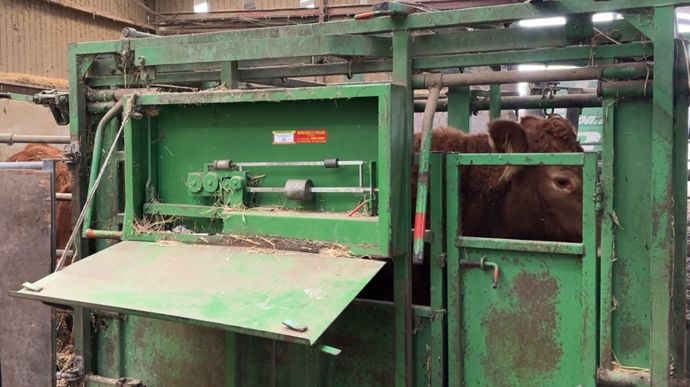 Peseebovinviandebascule