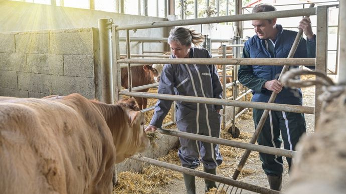 couple-eleveurs-bovins-viande-adobe-stock-ElitProd