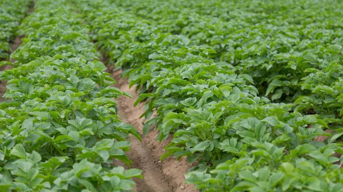 2c576d84-7-la-pomme-de-terre-en-crise-de-croissance-a-l-echelle-europeenne
