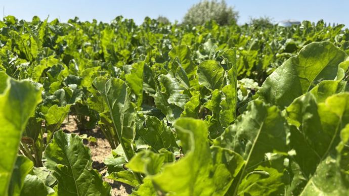 2e1663fe-0-l-acetamipride-ne-figurera-pas-dans-le-projet-de-loi-d-urgence-agricole