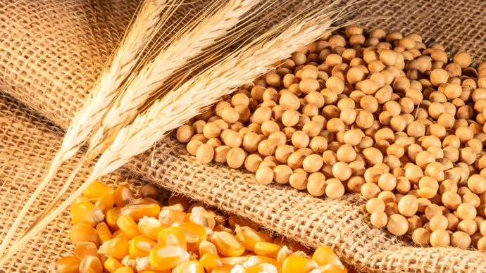 3387e5e9-d-stabilite-sur-les-marches-agricoles-legere-prime-pour-le-soja-americain