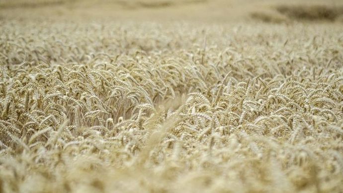 62b65a29-1-hausse-des-prix-du-ble-et-nouvelles-incertitudes-sur-le-soja