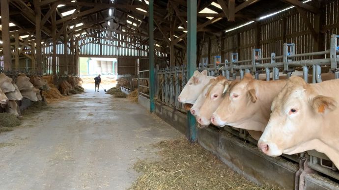 6b4cfff1-5-dermatose-bovine-la-quasi-totalite-des-zones-reglementees-levees