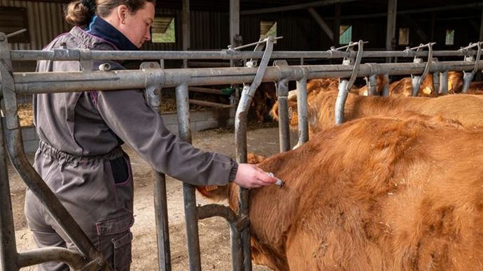 6c852c09-5-dnc-la-vaccination-sera-renouvelee-en-2026-dans-quatre-regions