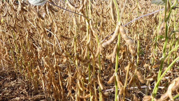 6e9572a3-4-sur-les-marches-agricoles-les-prix-soutenus-du-soja-americain