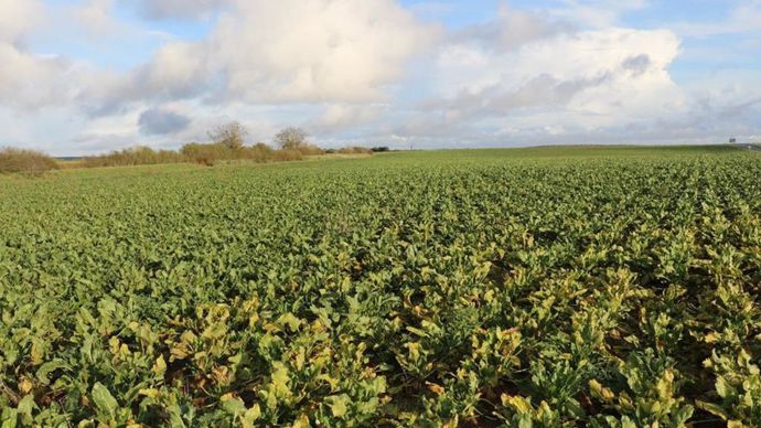 9166d1cc-2-l-duplomb-depose-un-nouveau-texte-pour-reintroduire-des-pesticides-interdits