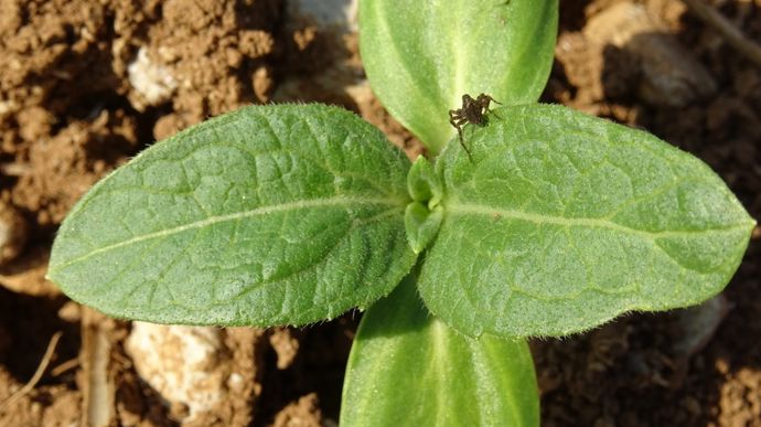 AraignEebiodiversitEtournesol-CrEditphoto_bubu1664