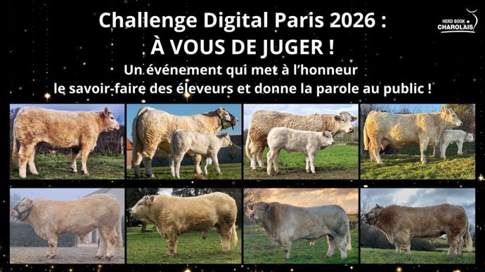 ChallengedigitralCharolais