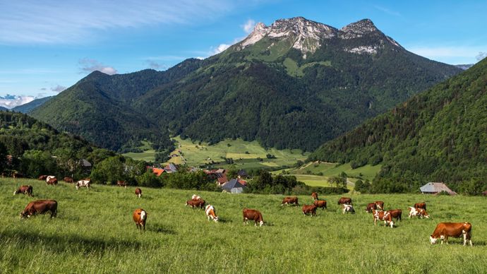 a0d68a6a-a-au-pays-du-reblochon-l-installation-compliquee-mais-passionnee-de-jeunes-eleveur