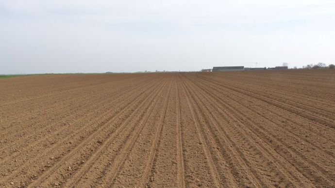 fiches_Betteraves_sucrieres-1000x562-1