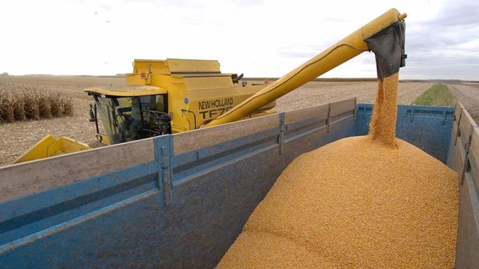 0ab21944-8-2-7-mt-en-un-mois-la-production-mondiale-de-mais-revisee-a-la-hausse