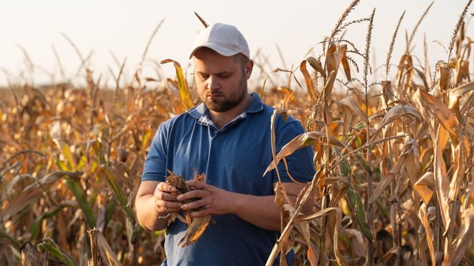 agriculteur-examinant-un-epi-de-mais-adobe-stock-dusan-kostic