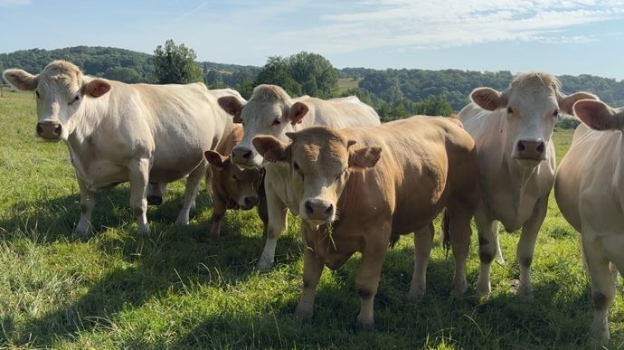 broutardscroiseslimcharo