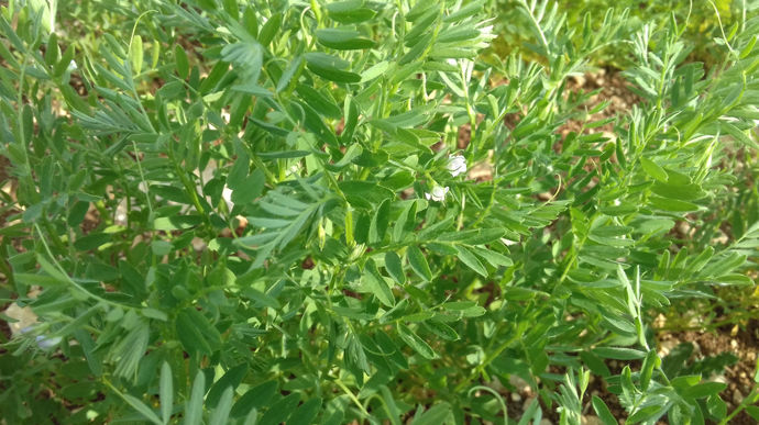 lentillefloraison-crEditMarionB1245-FranceAgriTwittos