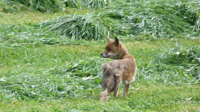 01236901-7-une-ong-met-en-demeure-l-etat-d-arreter-la-destruction-massive-des-renards