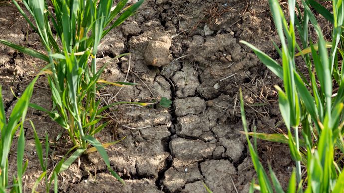 201f2322-1-les-marches-agricoles-attendent-la-pluie-resignes-sur-la-prolongation-de-la-guer